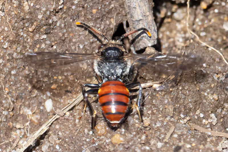 Nomada fabriciana.jpg